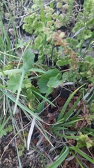 Cardamine tuberosa