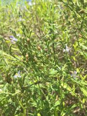 Carlowrightia parviflora