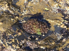 Patella ulyssiponensis