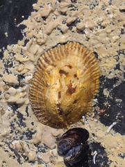 Siphonaria pectinata