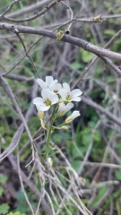 Cardamine tuberosa