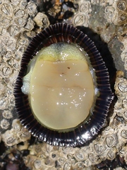 Siphonaria pectinata