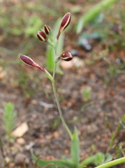 Hesperantha falcata
