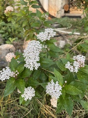 Asclepias texana
