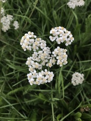 Achillea millefolium