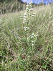 Galium boreale