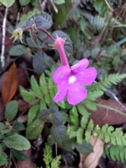 Gesneriaceae