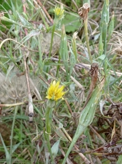 Tragopogon dubius