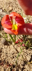Gladiolus speciosus