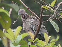 Patagioenas picazuro