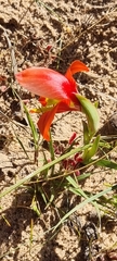 Gladiolus speciosus