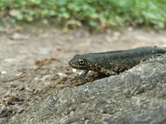 Triturus ivanbureschi