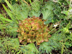 Arctopus monacanthus