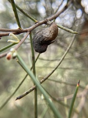 Hakea rostrata