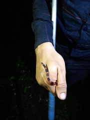 Geophis semidoliatus