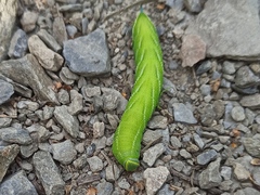 Smerinthus ocellata