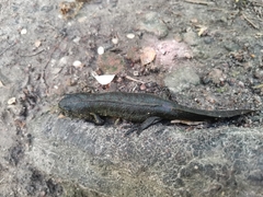 Triturus ivanbureschi