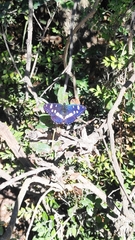 Limenitis reducta