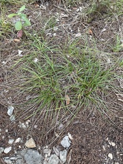 Carex planostachys