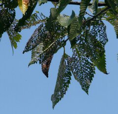 Xanthogaleruca luteola