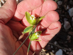 Albuca cooperi