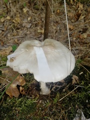 Clitopilus prunulus