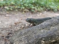 Triturus ivanbureschi