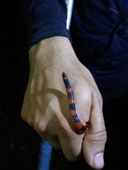 Geophis semidoliatus