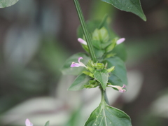 Dicliptera chinensis
