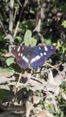 Limenitis reducta
