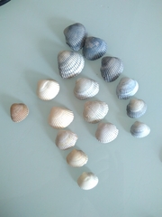 Cerastoderma glaucum