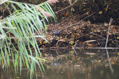 Gallinula chloropus chloropus