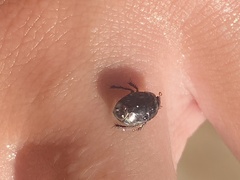 Pangaeus bilineatus