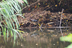 Gallinula chloropus chloropus