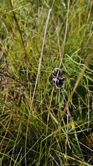 Bombus veteranus