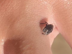 Pangaeus bilineatus