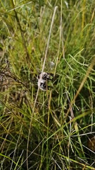Bombus veteranus