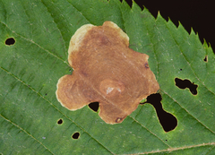 Cameraria ostryarella