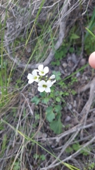 Cardamine tuberosa