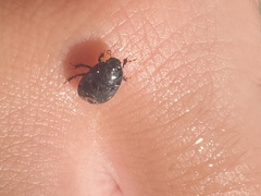 Pangaeus bilineatus