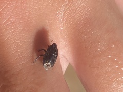 Pangaeus bilineatus
