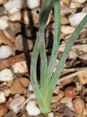 Albuca cooperi