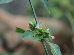 Dicliptera chinensis