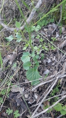 Cardamine tuberosa