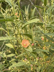 Sphaeralcea angustifolia