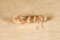 Cameraria ostryarella