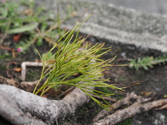 Psilotum nudum