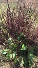 Rumex conglomeratus