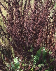 Rumex conglomeratus