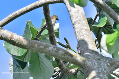 Spindalis zena benedicti